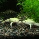 albino Xenopus